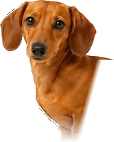 WienerDog mascot appearing inside The Great Wienerini fortune-telling cabinet